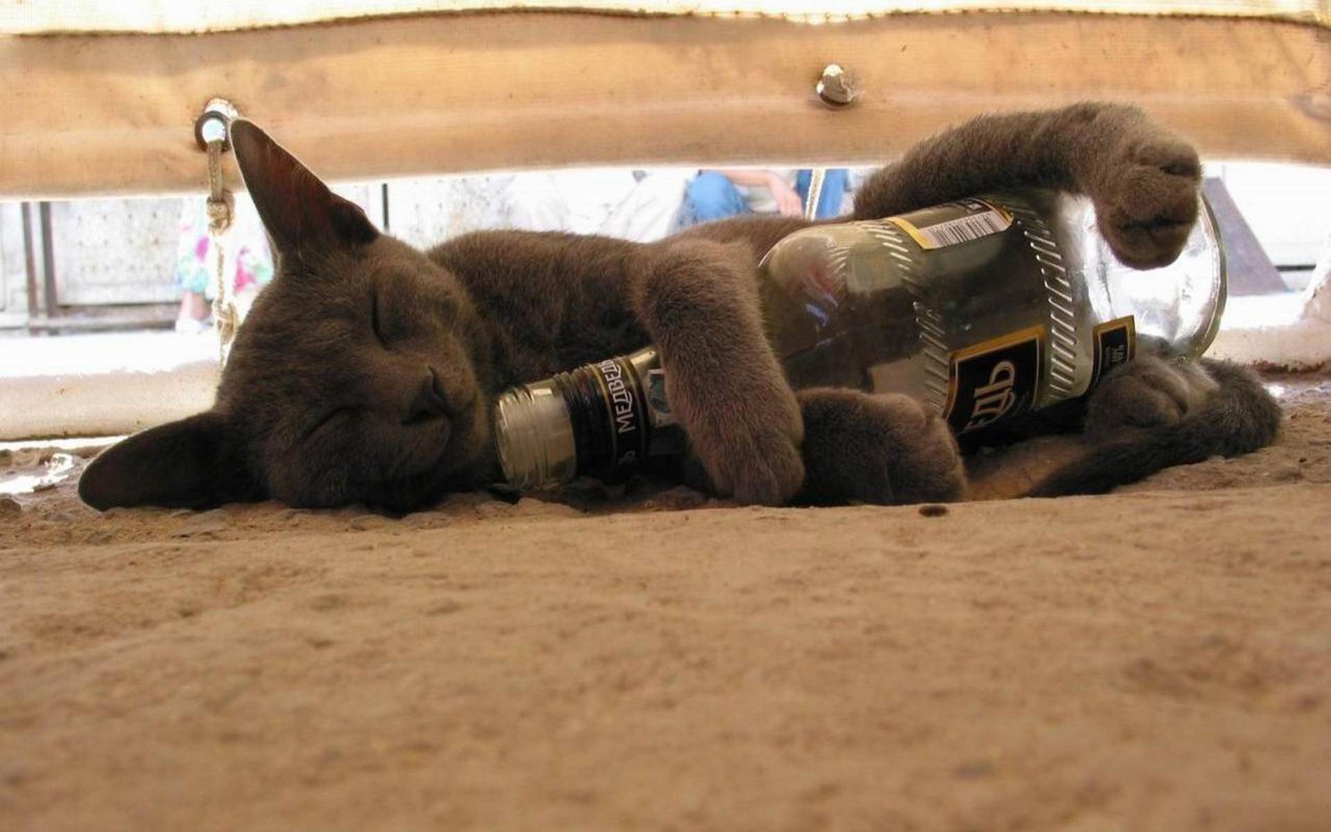 Cats Drunk Hangover Houston